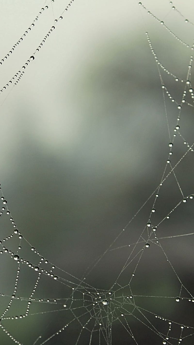 Best , abstract, foggy, frost, mobile , spider, HD phone wallpaper