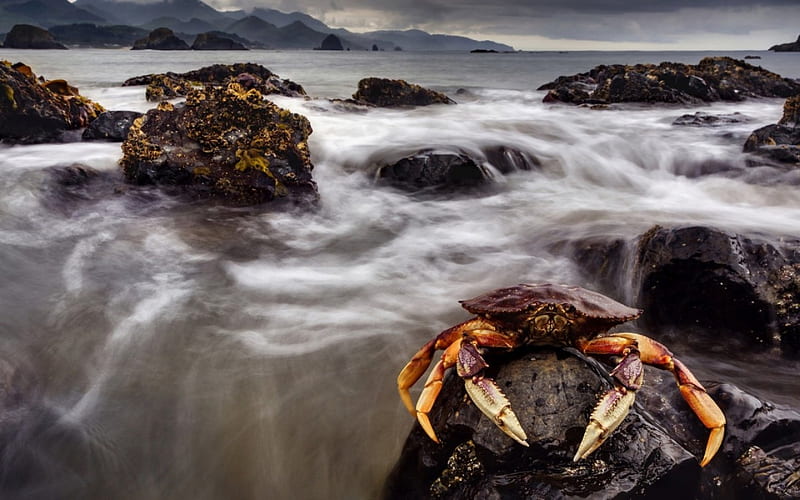 King of the crabs, red, claws, ocean, animal, sea, crab, stones, water,  waterfall, HD wallpaper | Peakpx
