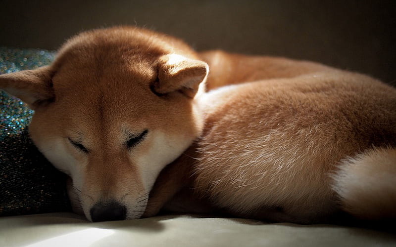 Shiba Inu, sleeping dog, pets, puppy, cute dog, dogs, Shiba Inu Dog, HD wallpaper