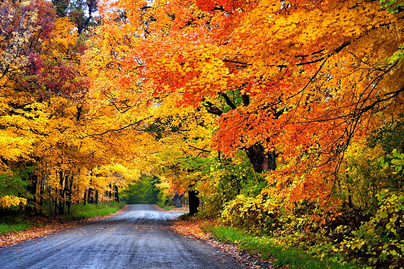 Autumn, forest, leaves, woods, autumn splendor, nature, road, trees, HD ...