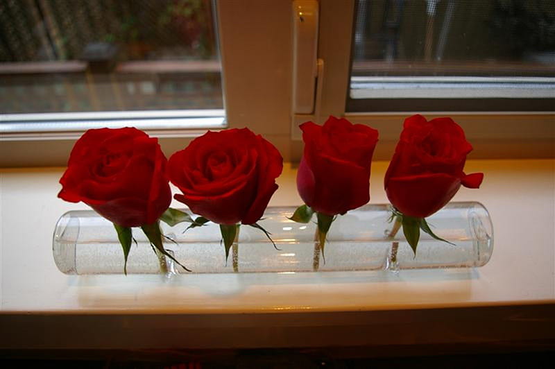 four roses, red, arangement, decoration, flowers, roses, HD wallpaper