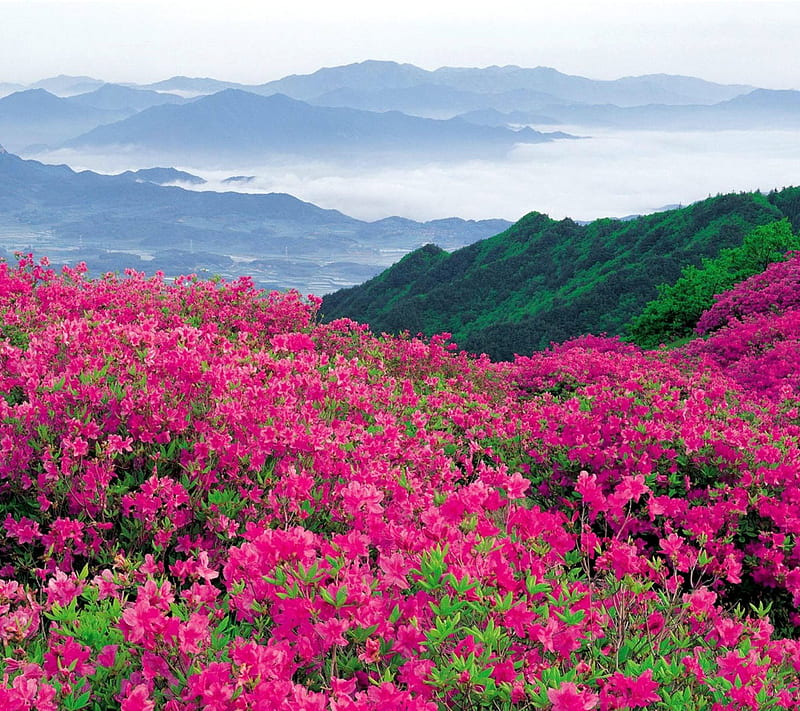 Flores hermosas, colores, naturaleza, paisaje, Fondo de pantalla HD | Peakpx