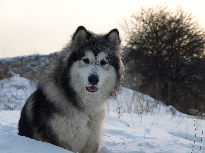 Snow dog Alaskan Malamute, snow, malamute, dog, sledge, husky, HD wallpaper