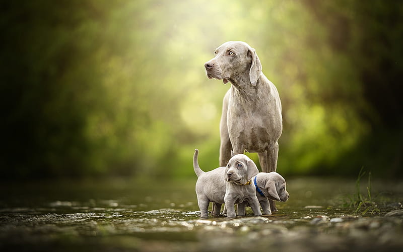 weimaraner, mom and puppies, little gray puppies, cute animals, pets, dogs, forest, river, HD wallpaper