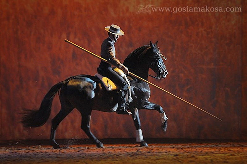 Spanish Picador riding an Andalusian Stallion, picador, andalusian, horses, spanish, HD wallpaper