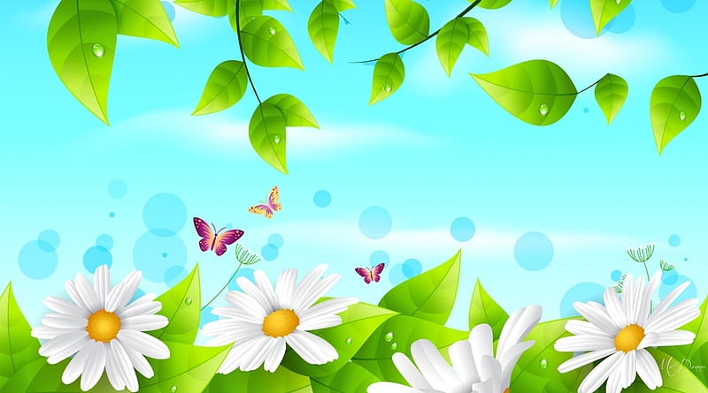 Beginings of Summer, daisies, leaves, bokeh, summer, chamomile, spring, butterflies, dew drops, HD wallpaper