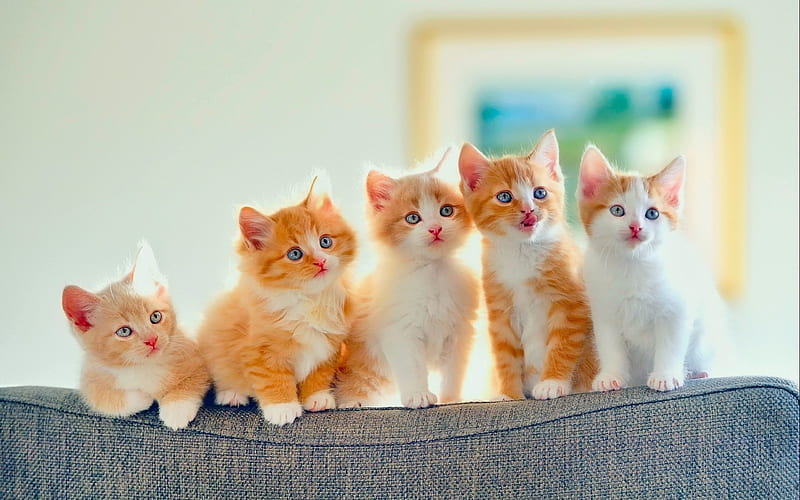 American Wirehair Cat, family, pets, kittens, cute animals, ginger cats, domestic cats, American Wirehair, HD wallpaper