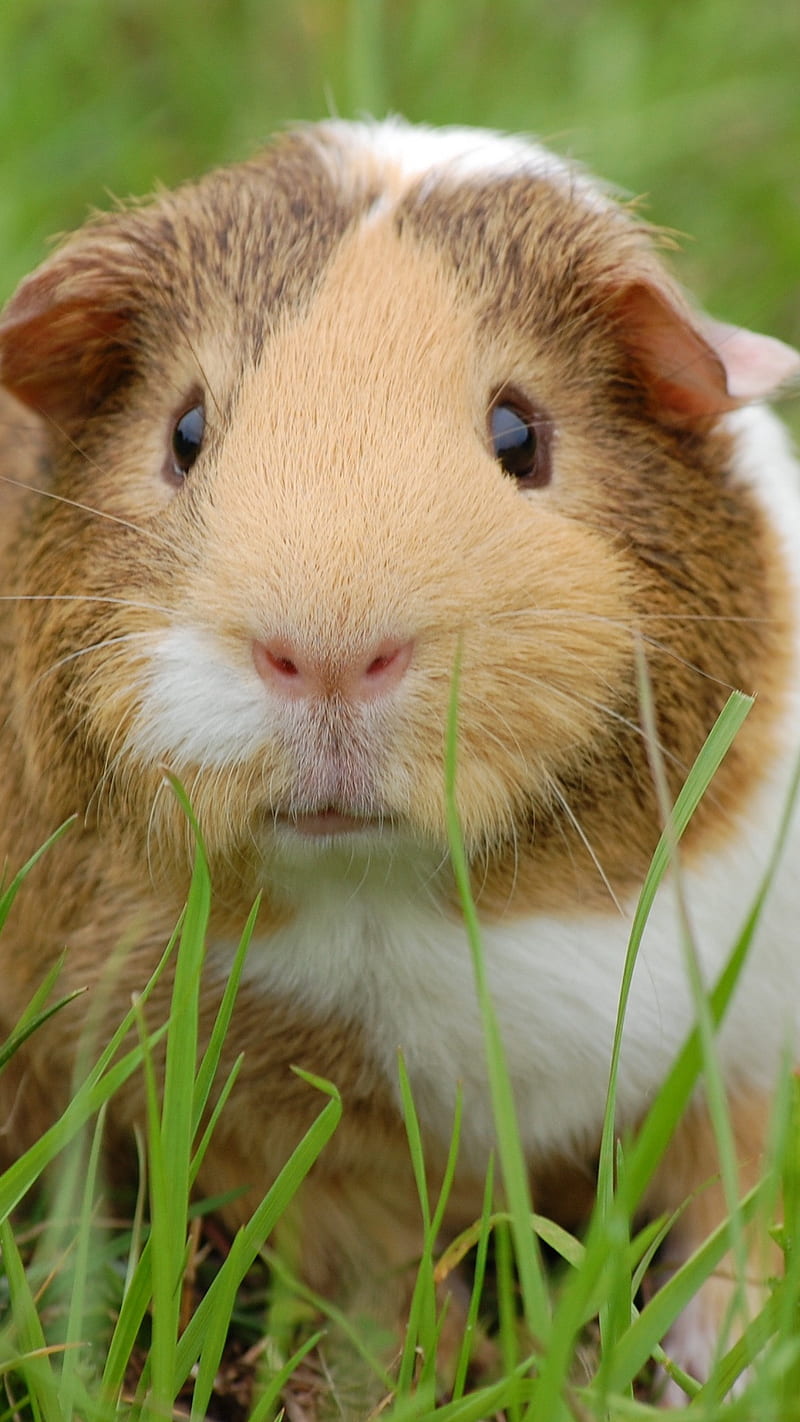 Guinea Pig , grass, rodent, guinea pig, cute, sweet, wild, animal, HD phone wallpaper
