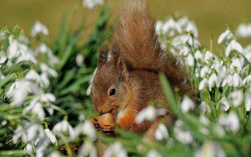 Squirrel, red, fluffy, tail, spring, animal, green, flower, snowdrops, white, field, HD wallpaper