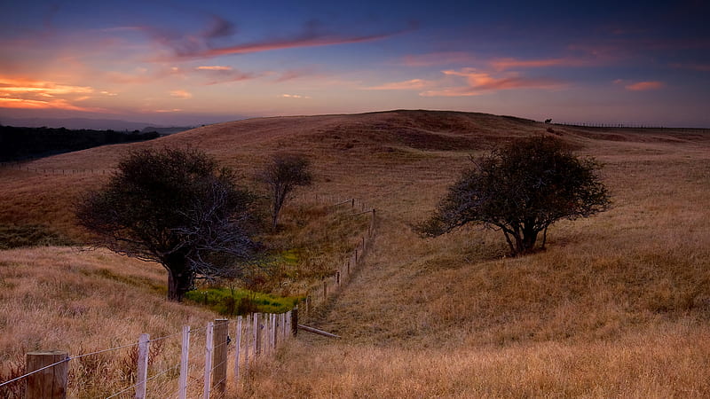 sunset over two and a half trees, fence, hills, fields, sunset, trees, HD wallpaper