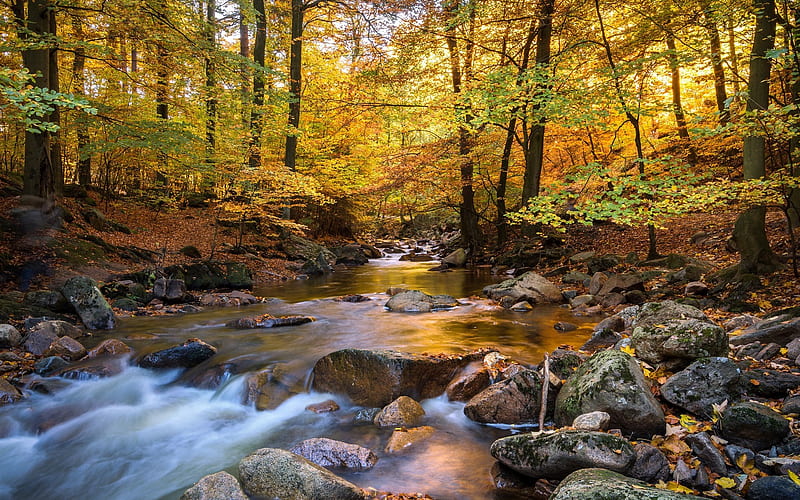 autumn landscape, river, yellow trees, forest, stones, HD wallpaper