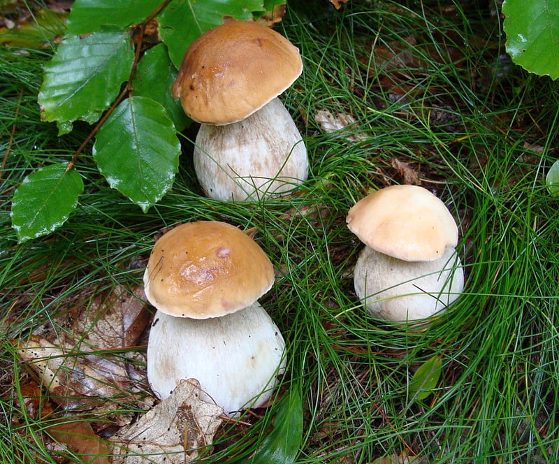 boletus, autumn, forest undergrowth, green, mushrooms, trees, HD wallpaper