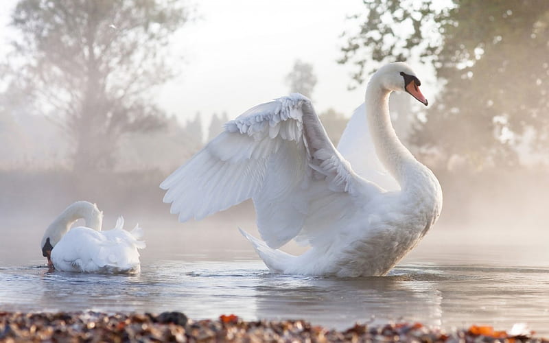 Swans, water, wings, bird, feather, white, swan, mist, HD wallpaper