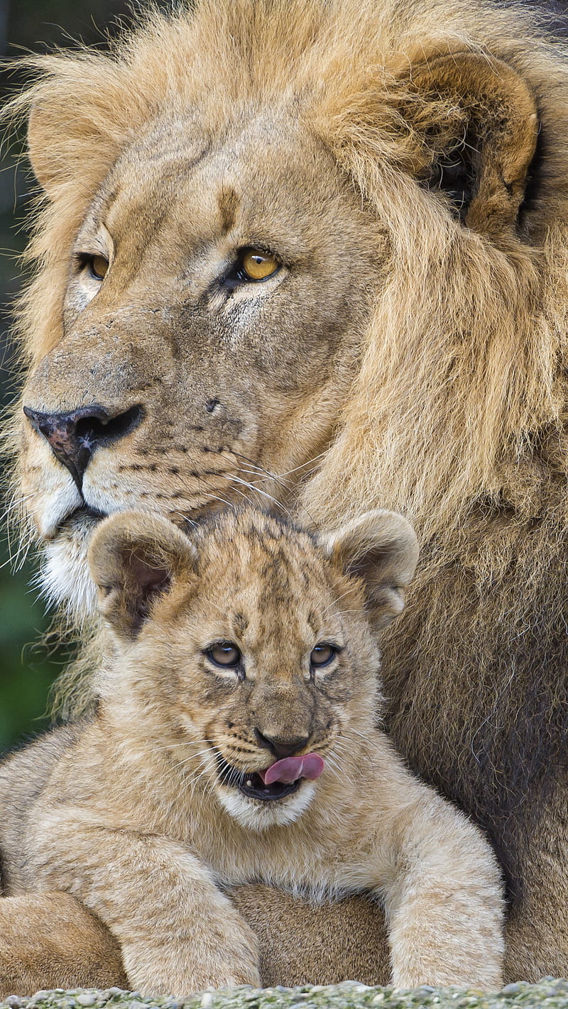 Animal , lion, cub, wildlife, HD phone wallpaper