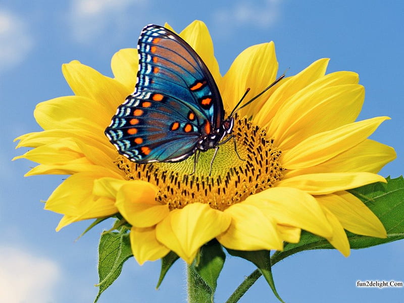 SUNNY YELLOW, yellow, butterflies, sunflowers, plants, wildlife, flowers, gardens, insects, blue, HD wallpaper