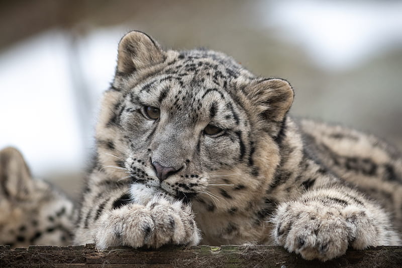 snow leopard, leopard, cub, predator, spotted, wildlife, HD wallpaper