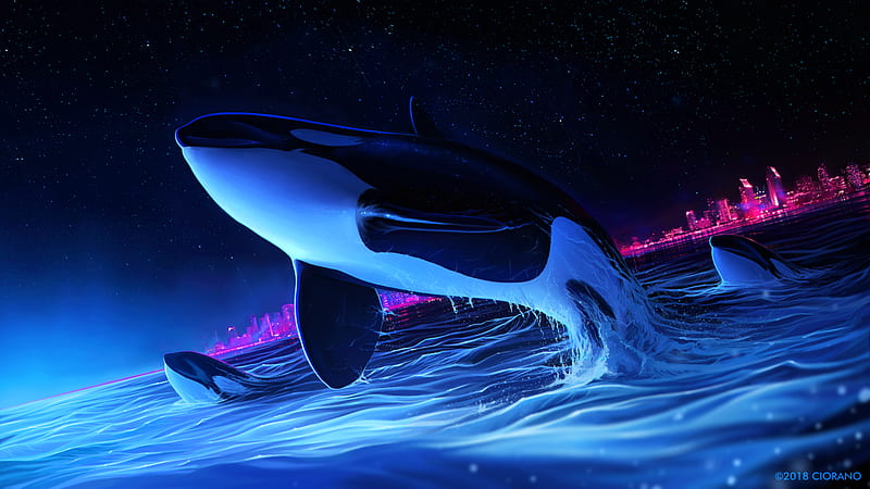 Dolphin Night Orca Whale Digital Art, dolphin, digital-art, artist, artwork, whale, HD wallpaper
