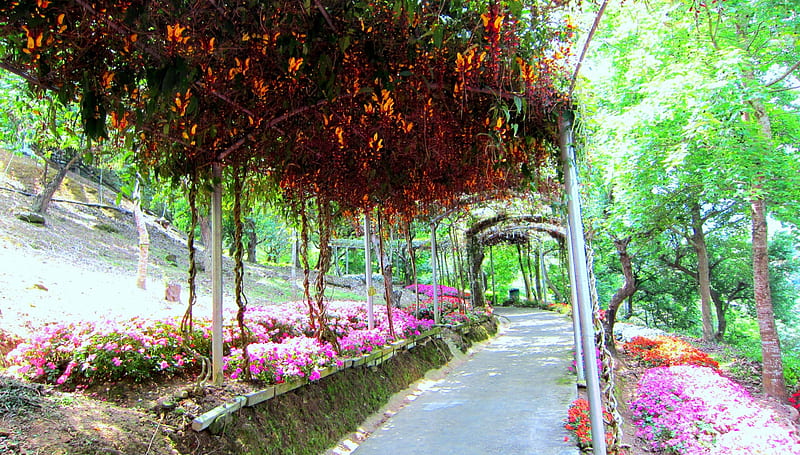 Flower tunnel, climbing plants, forest farm, flowers, path lovely, HD wallpaper
