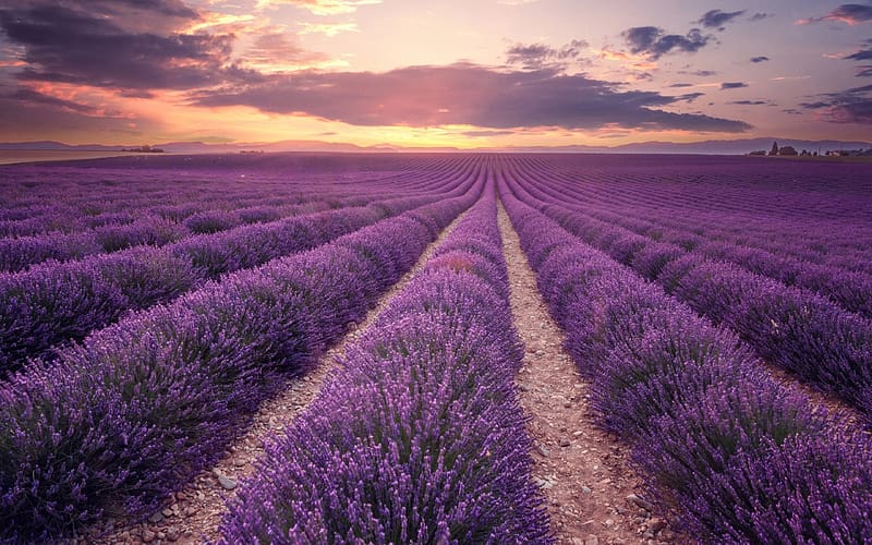 Lavender field, purple, summer, lavender, flower, field, nature, sunset ...