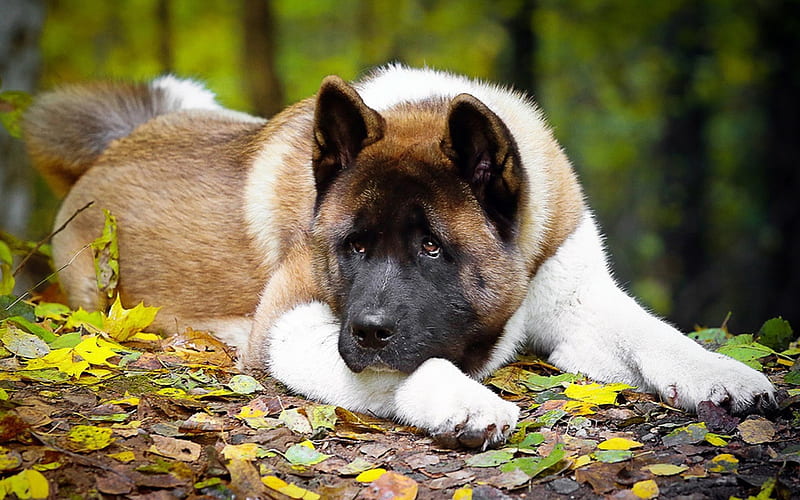 autumn, dog, American Akita, big dog, HD wallpaper