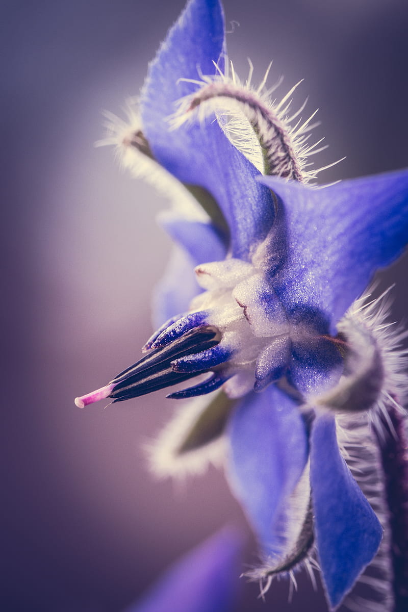 purple flower in macro lens, HD phone wallpaper