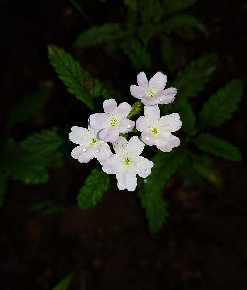 selective focus graphy of white primrose flowers, HD phone wallpaper