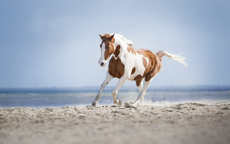 horse, summer, white horse with brown spots, horse on the beach, sand, seascape, HD wallpaper