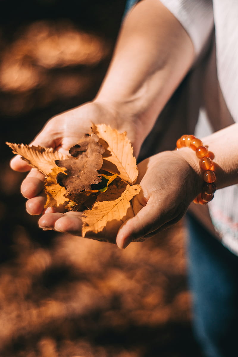 leaves, dry, yellow, hands, autumn, HD phone wallpaper