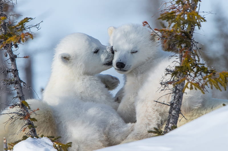 polar bears, cute, winter, snow, Animal, HD wallpaper