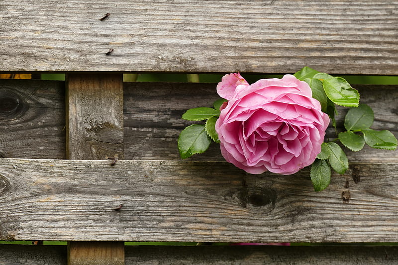 Flowers, Rose, Fence, Flower, HD wallpaper