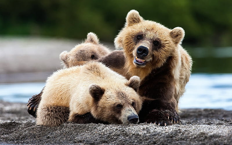 Bears, predators, Kamchatka, river, bear cub, Russia, HD wallpaper
