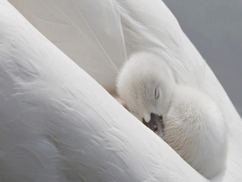 Chick, Duckling or Swanling??, young, sleep, duck, bird, white, chick, swan, baby, HD wallpaper