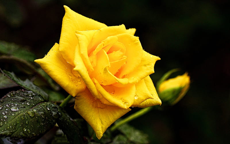 yellow rose bokeh, yellow flowers, dew, beautiful flowers, yellow buds, roses, HD wallpaper
