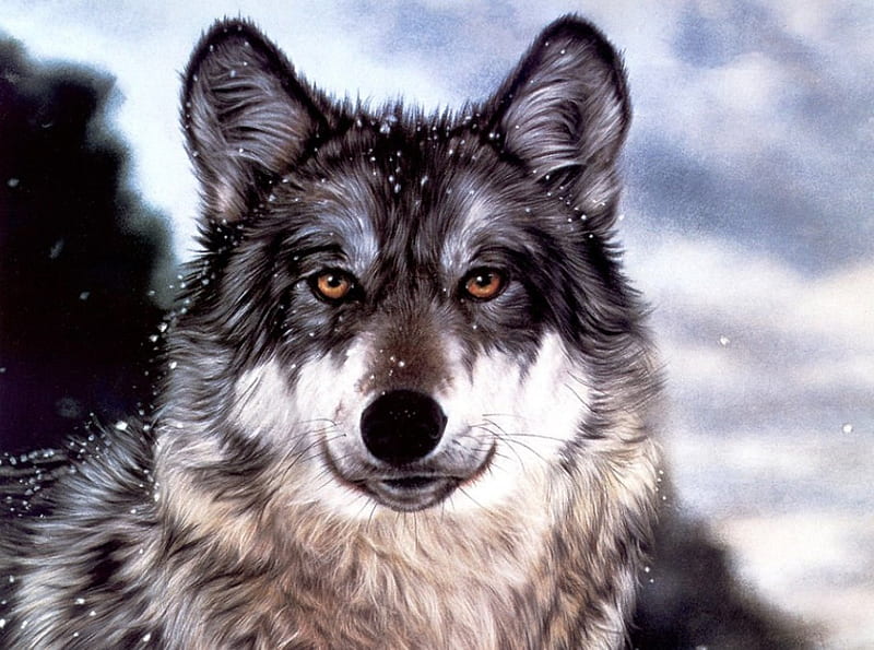 Pretty Face, predator, painting, wolf, portrait, wolves, artwork, HD wallpaper