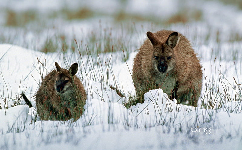 Wallaby With Joey In Snow Tasmania, Wallaby, With, Joey, Snow, Tasmania, In, HD wallpaper