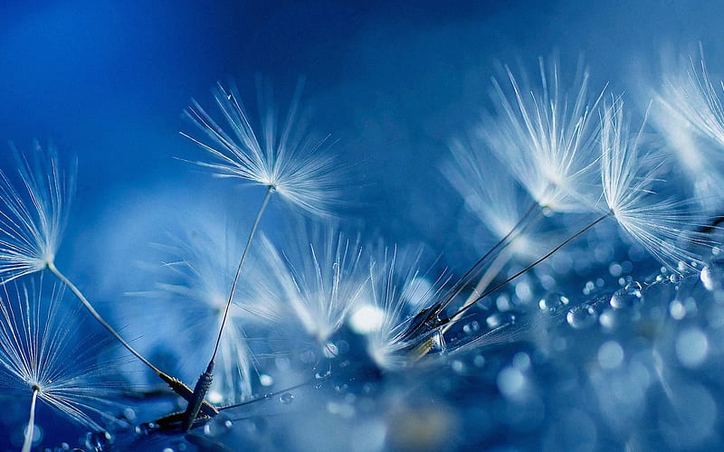 Wishes, dandelion, bokeh, fluffy, glitter, white, blue, HD wallpaper