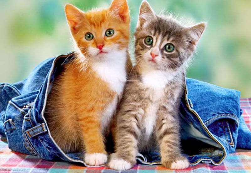 Kittens in jeans, fluffy, bonito, adorable, sweet, nice, two, kitties, friends, look, lovely, kittens, cute, buddies, jeans, summer, funny, cats, HD wallpaper