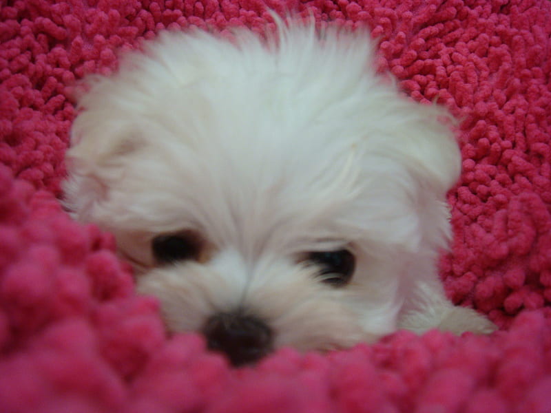 maltese puppy, furry, red, maltese, shih-tzu, white, carpet, puppy, HD wallpaper
