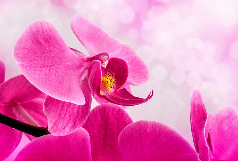 PINK SPA ORCHID, buds, shrubs, orchid, spa, flowers, nature, petals, pink, massage, HD wallpaper