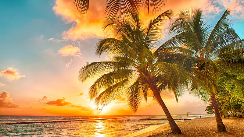 Tropical Beach, sun, sky, palms, coconut trees, clouds, sea, HD wallpaper
