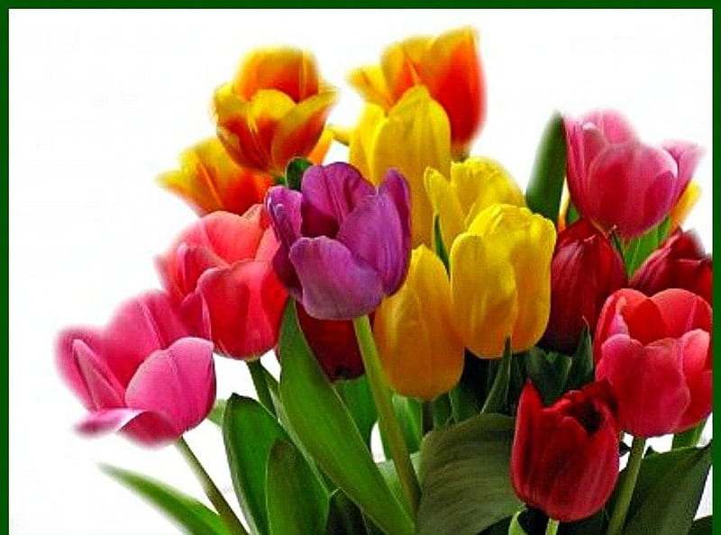 Tulips, red, colorful, fresh, yellow, spring, green, bouquet, flowers, beauty, nature, petals, violet, blooming, pink, HD wallpaper