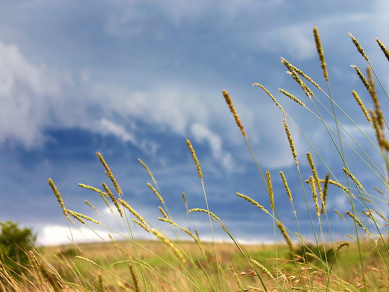 Grass Rainstorm, nature, sky, grass, HD wallpaper