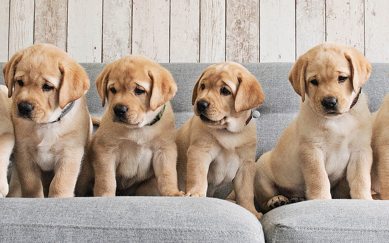 Golden Retriever, family, puppies, cute animals, dogs, pets, labradors, Golden Retriever Dog, HD wallpaper
