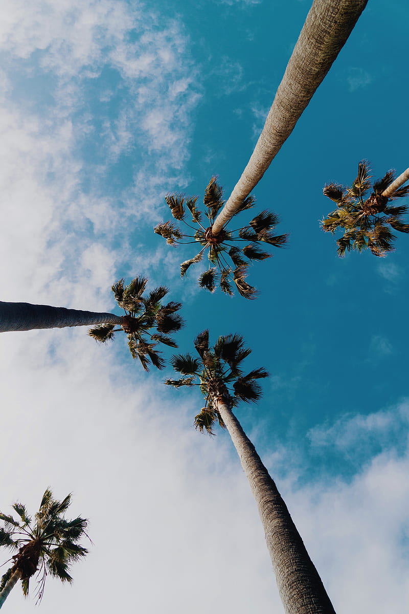 trees, palm trees, clouds, sky, leaves, HD phone wallpaper
