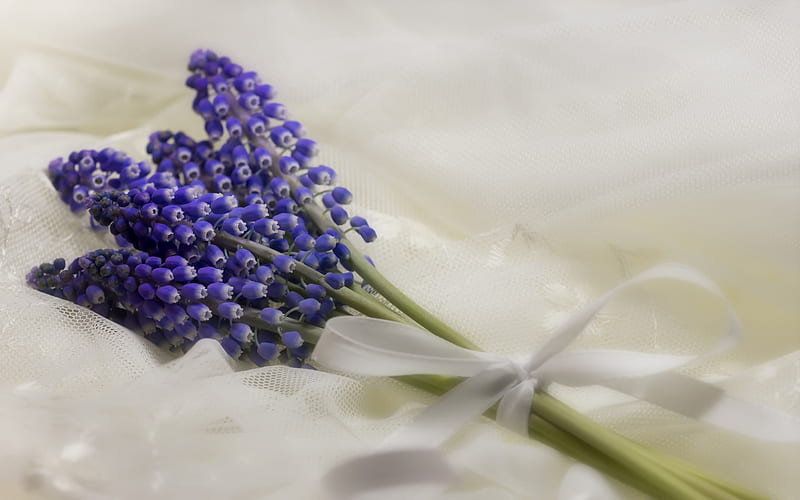Muscari, blue flowers, small bouquet, spring flowers, HD wallpaper