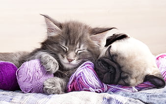Pug, kitten, puppy, dogs, friendship, cats, sleeping cat, sleeping dog, cute animals, pets, Pug Dog, HD wallpaper