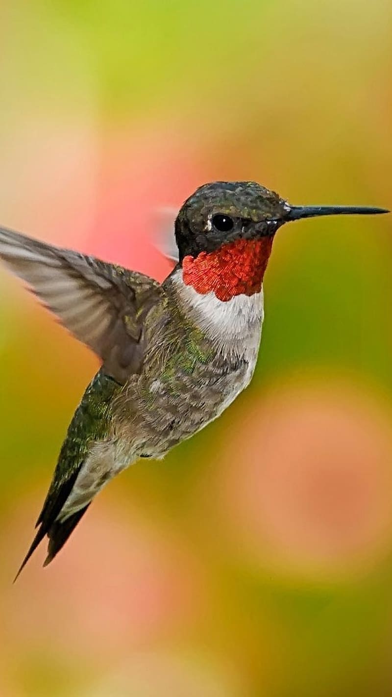 Humming Birds Flying Live, birds live, humming, flying, HD phone