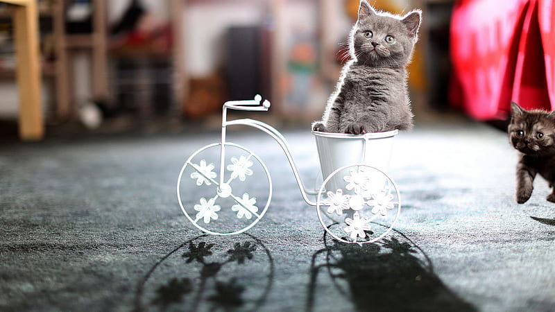 Funny Ash Cat Inside Toy White Bicycle Cat, HD wallpaper