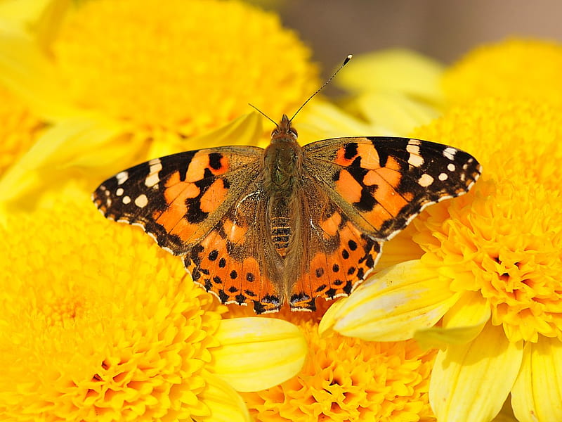 Butterfly on Vibrant Yellow, orange, golden, black, sunny, lemon, butterfly, flower, insect, flowers, blooms, cream, HD wallpaper