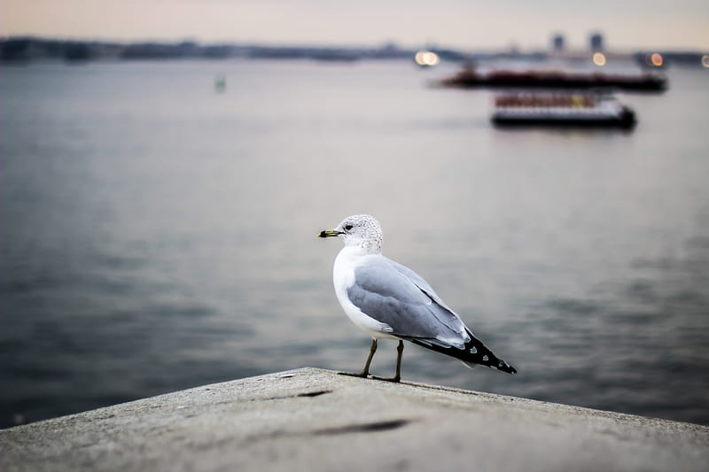 selective focus graphy of gray and white bird on concrete pavement near body of water, HD wallpaper